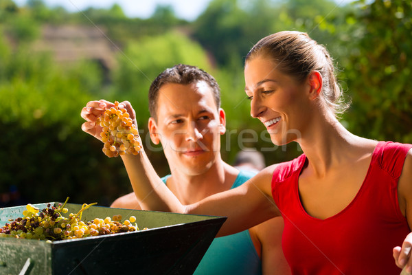 Foto stock: Mulher · homem · trabalhando · uva · colheita · máquina