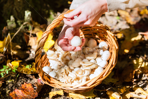 Woman collecting mushrooms in basket Stock photo © Kzenon