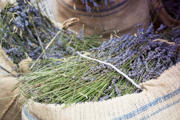
harvest lavender Stock photo © laciatek