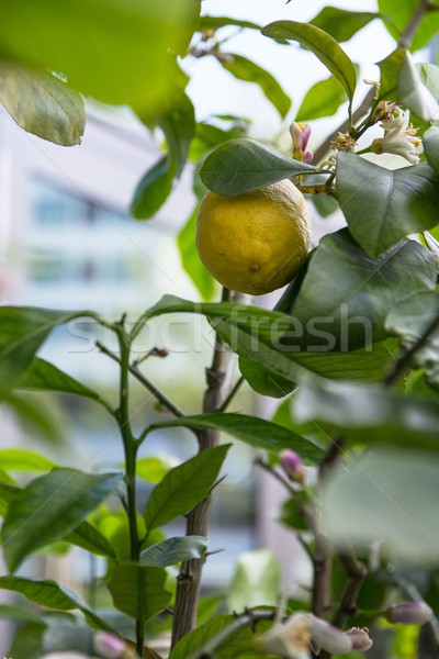 Limonero árbol alimentos hoja frutas Foto stock © laciatek
