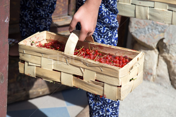 A woman carries a freshly cut red currant in the basket Stock photo © laciatek