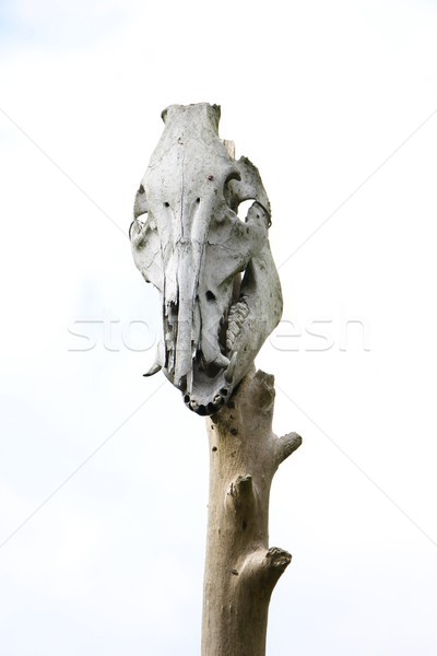 animal skull on a stick Stock photo © laciatek