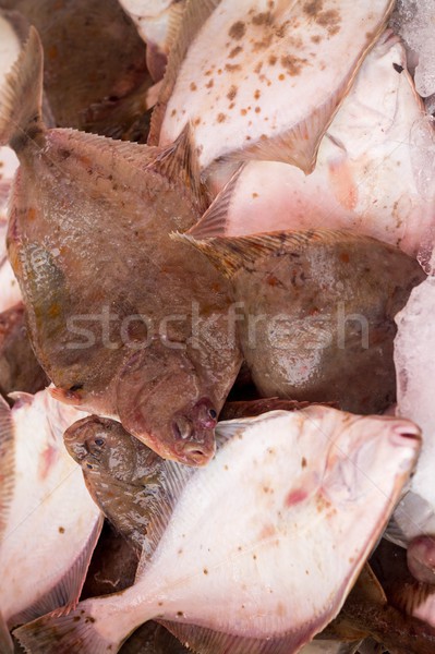 Fresh flounder at the fish market Stock photo © laciatek
