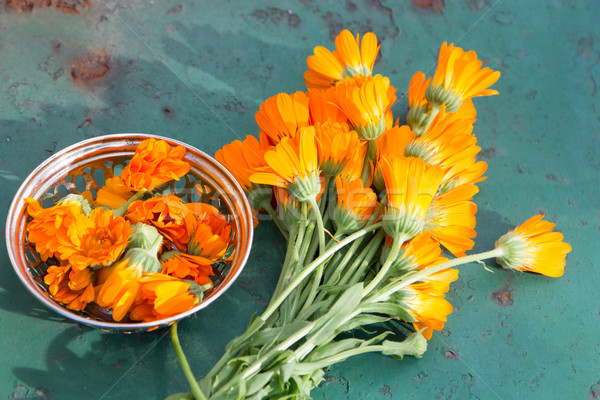 Calendula - pot marigold - herbal plant Stock photo © laciatek