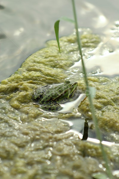Comestible rana agua fondo verde color Foto stock © laciatek