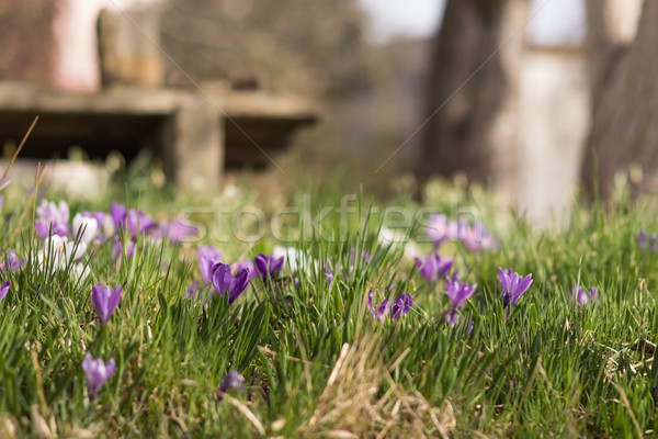 Crocuses - spring flowers Stock photo © laciatek