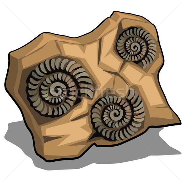 Set of fossilized shell of Ammonite isolated on a white background. Vector cartoon close-up illustra Stock photo © Lady-Luck