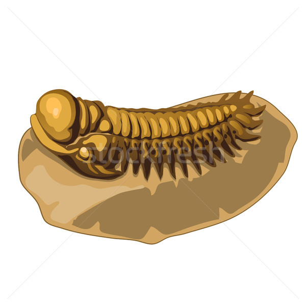 Fossilized prehistoric trilobite on isolated white background. Vector illustration. Stock photo © Lady-Luck