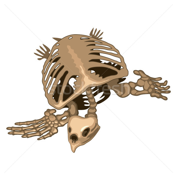 The skeleton of a prehistoric turtle isolated on white background. Vector illustration. Stock photo © Lady-Luck