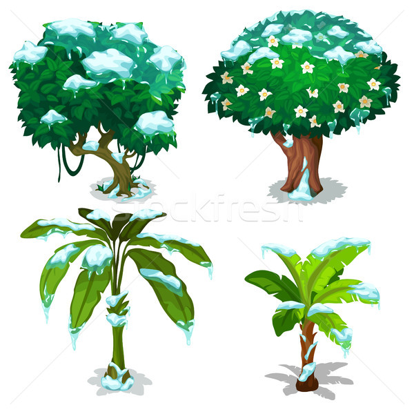 Stock photo: Tropical trees and plants frozen under the snow isolated on white background. Vector cartoon close-u