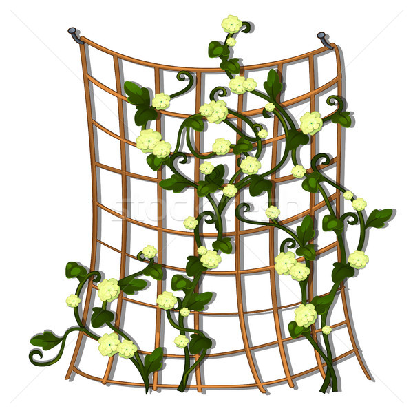 Decorative hedge made of grid tied brown rope with climbing flowering plants isolated on white backg Stock photo © Lady-Luck