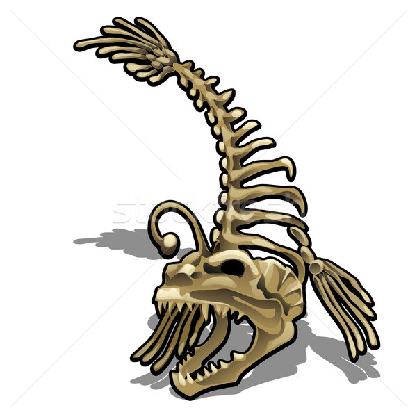 Museum exhibit the skeleton of a fish anglerfish isolated on white background. Vector illustration. Stock photo © Lady-Luck