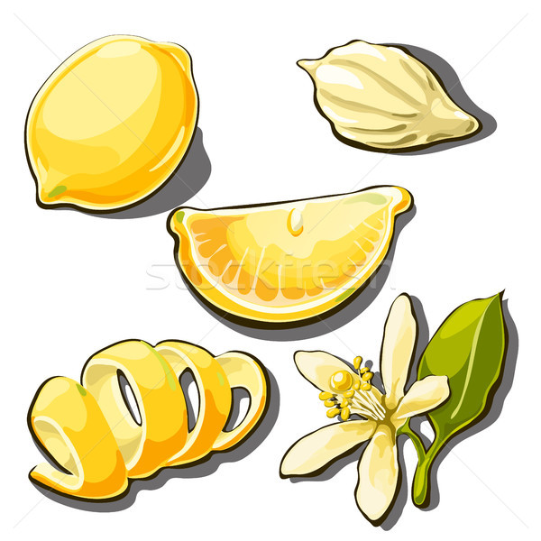Whole ripe yellow lemon. Peel, slice, seed and flower of lemon isolated on a white background. Vecto Stock photo © Lady-Luck