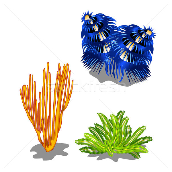 Set of colorful marine algae isolated on white background. Vector cartoon close-up illustration. Stock photo © Lady-Luck