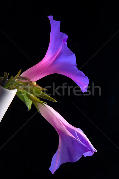 Dimineaţă glorie alb vază flori Imagine de stoc © lalito