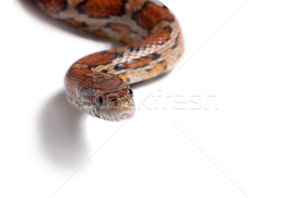 Maize snake Stock photo © lalito