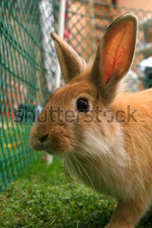 Stok fotoğraf: Tavşan · şaşırmış · bakıyor · tavşan · hayvanlar · havuç