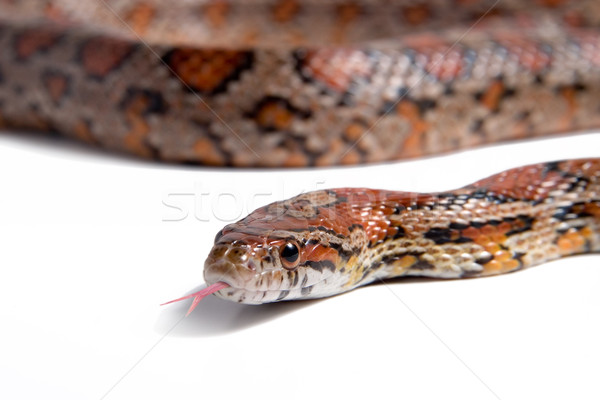 Maize snake Stock photo © lalito