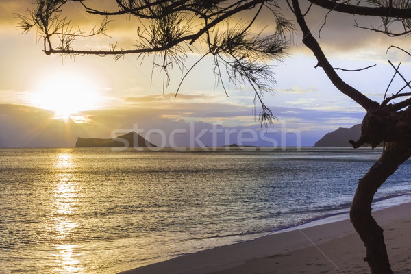 Amanecer colorido árbol isla conejo tortuga Foto stock © LAMeeks