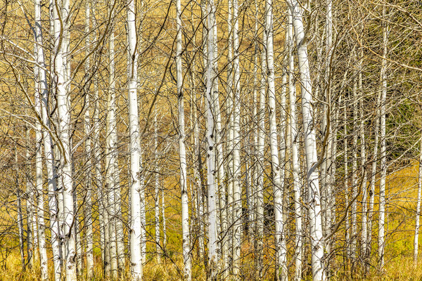 Baum Hain Stämme farbenreich Herbst Bereich Stock foto © LAMeeks