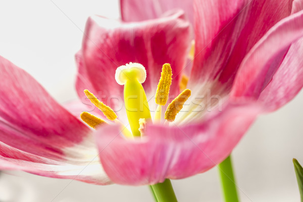 Silver Crown Tulip Stock photo © LAMeeks