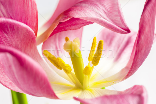 Silver Crown Tulip Stock photo © LAMeeks