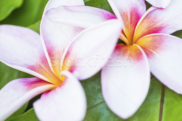 Two Hawaiian Plumerias Stock photo © LAMeeks