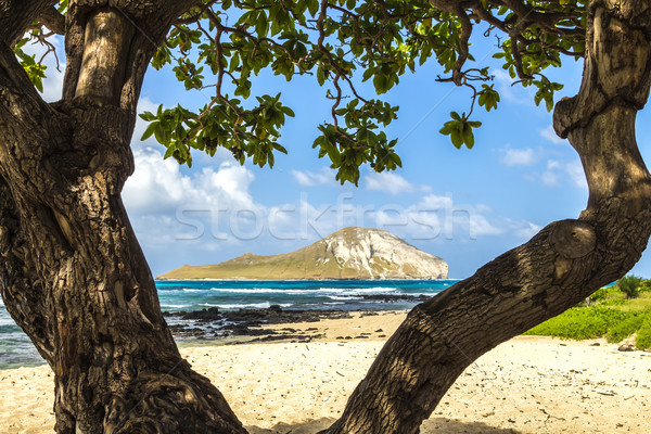 Rabbit Island Stock photo © LAMeeks