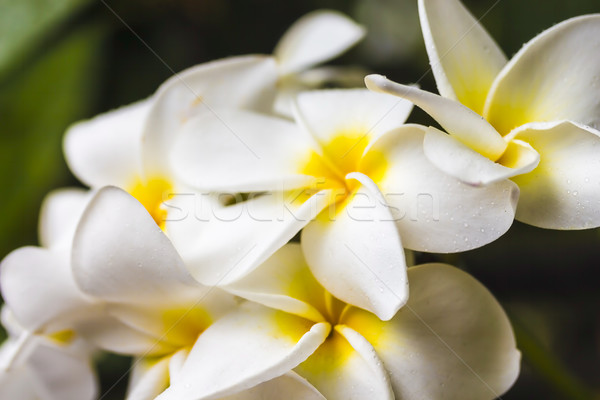 Plumeria Stock photo © LAMeeks