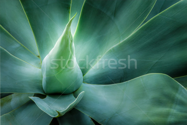 Cou agave vue bleu nature [[stock_photo]] © LAMeeks