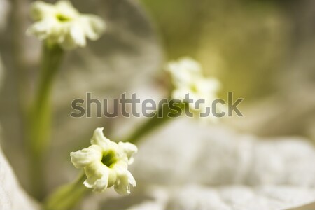 Florescer branco folhas flor ninguém Foto stock © LAMeeks