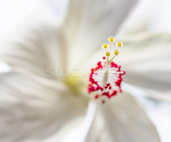 Biały hibiscus makro widoku hybryda Zdjęcia stock © LAMeeks