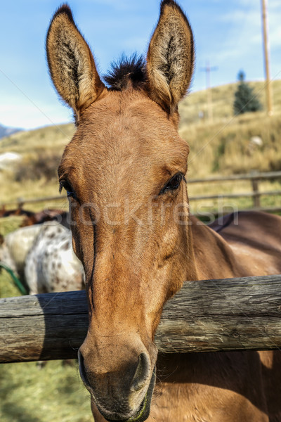 Stock fotó: Ló · fából · készült · kerítés · szemek · tájkép · narancs