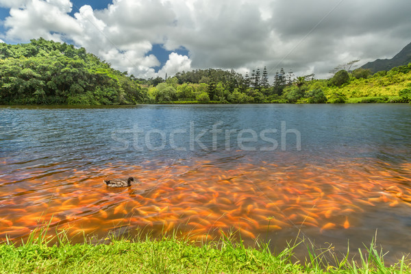 Jezioro koi ryb tłum brzegu Zdjęcia stock © LAMeeks