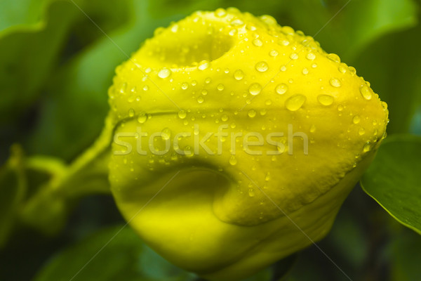 Cup oro bud fiore giallo Foto d'archivio © LAMeeks