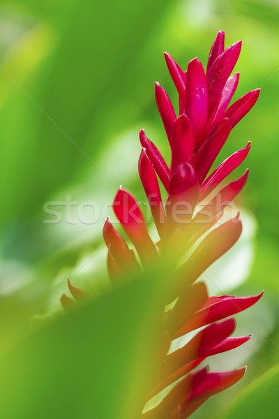 Stok fotoğraf: Kırmızı · zencefil · güzel · tropikal · yeşil · yaprakları · yeşil