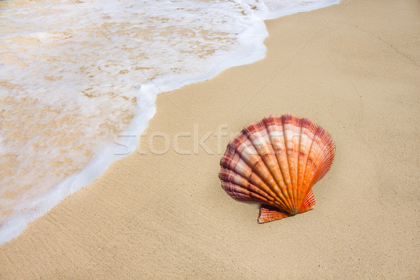 Paw Shell Strand Sonne Meer Hintergrund Stock foto © LAMeeks