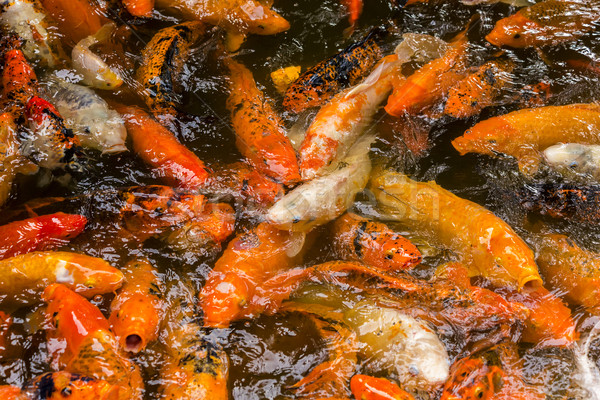 Crowded Koi Pond Stock photo © LAMeeks