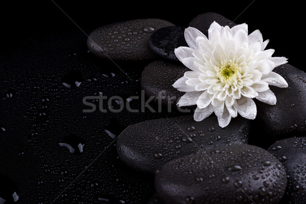 Zen bazalt pietre alb crizantema negru Imagine de stoc © Lana_M