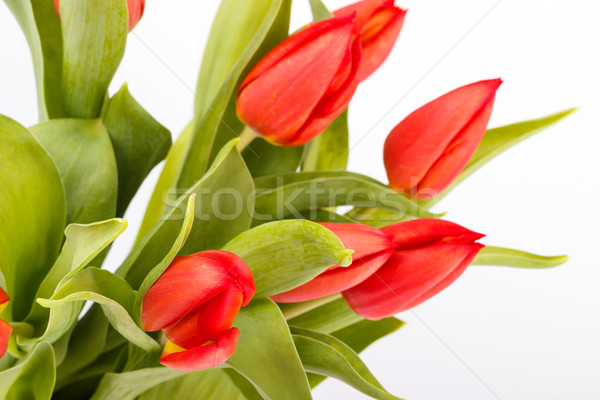 Boeket Rood tulpen witte voorjaar natuur Stockfoto © Lana_M