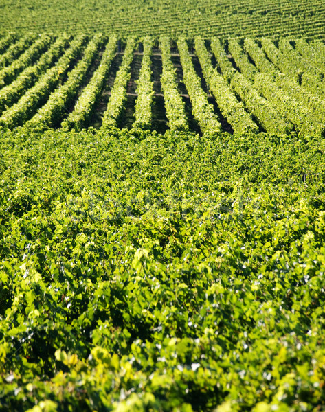 Winnicy święty wina pozostawia roślin winogron Zdjęcia stock © ldambies