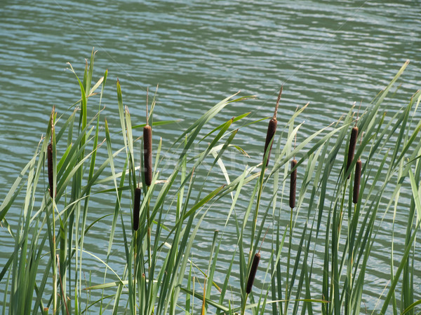 Stand of green cattails Stock photo © ldambies