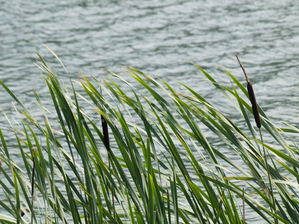 Stand of green cattails Stock photo © ldambies