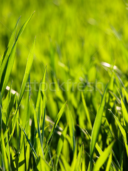 Fresco jovem trigo verde campo de trigo Foto stock © ldambies