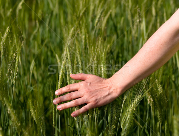 Mulher mão cevada campo tocante Foto stock © ldambies