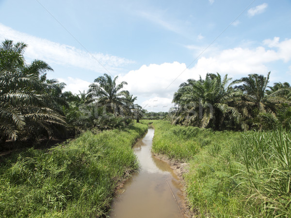 Stock photo: Palm oil trees landscape