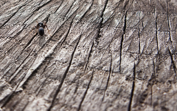 муравей макроса черный Сток-фото © ldambies