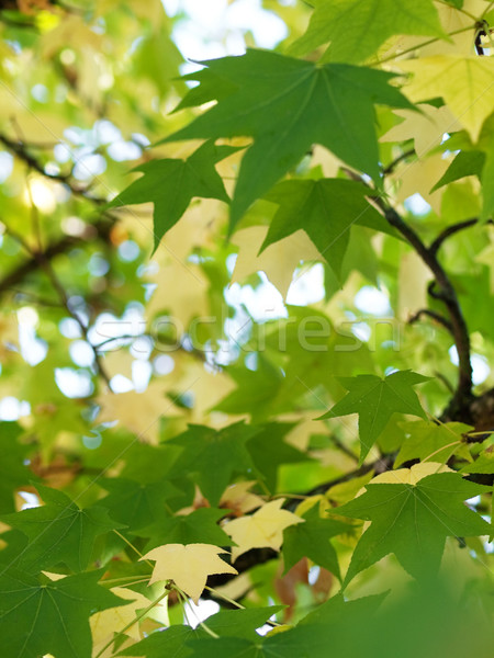 Autumn leaves Stock photo © ldambies