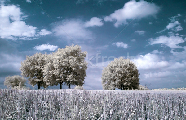 Infrarossi panorama taglio grano primo piano Foto d'archivio © ldambies