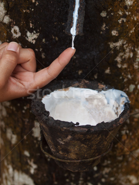 Rubber tree plantation Stock photo © ldambies